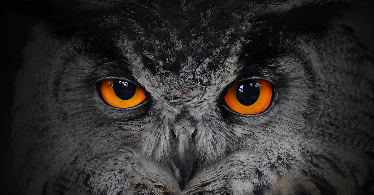 A wise owl who symbolizes having no blindspots