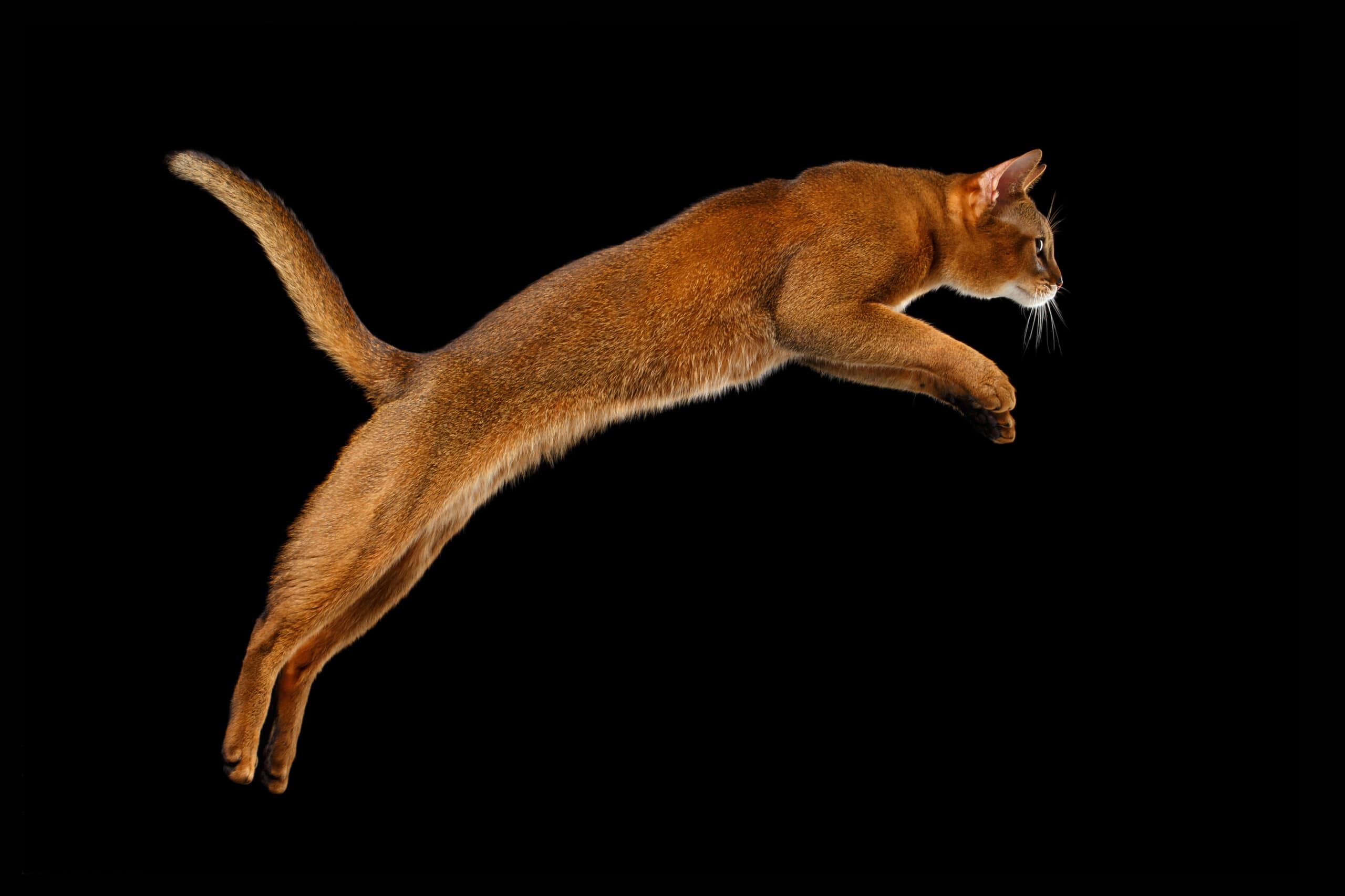 leaping cat,