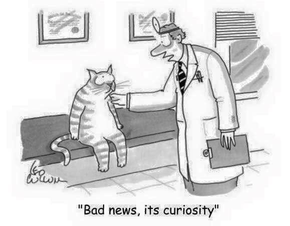 Curiosity, cat, humor