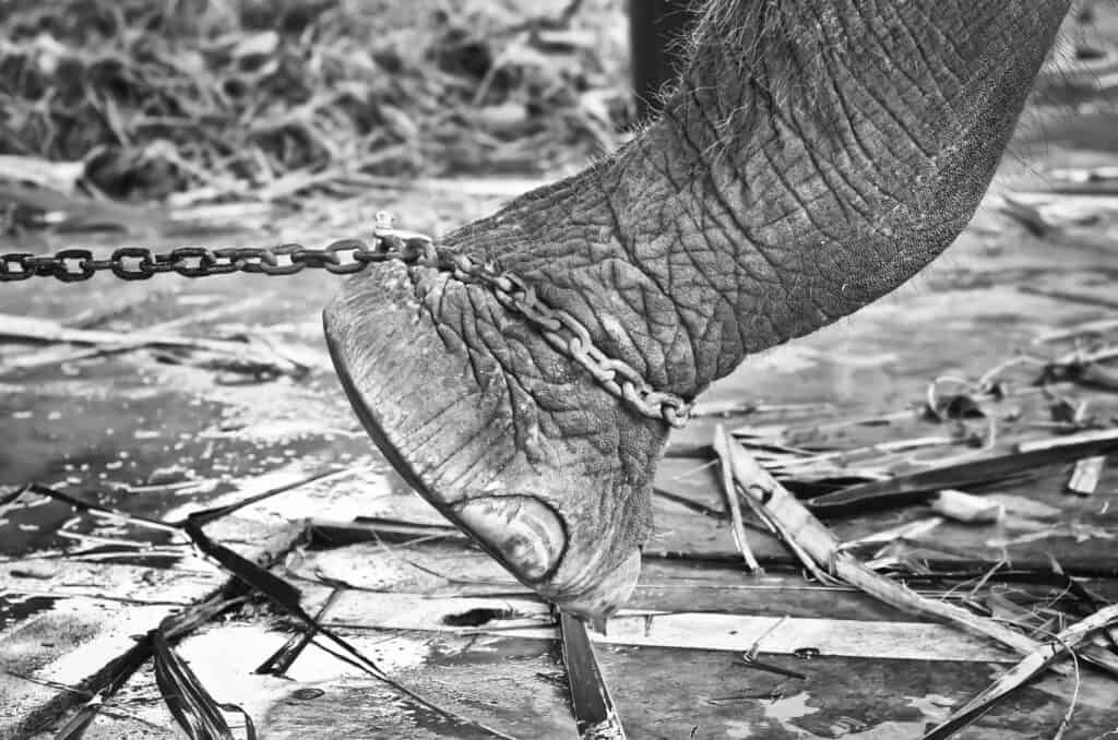 elephant and chain