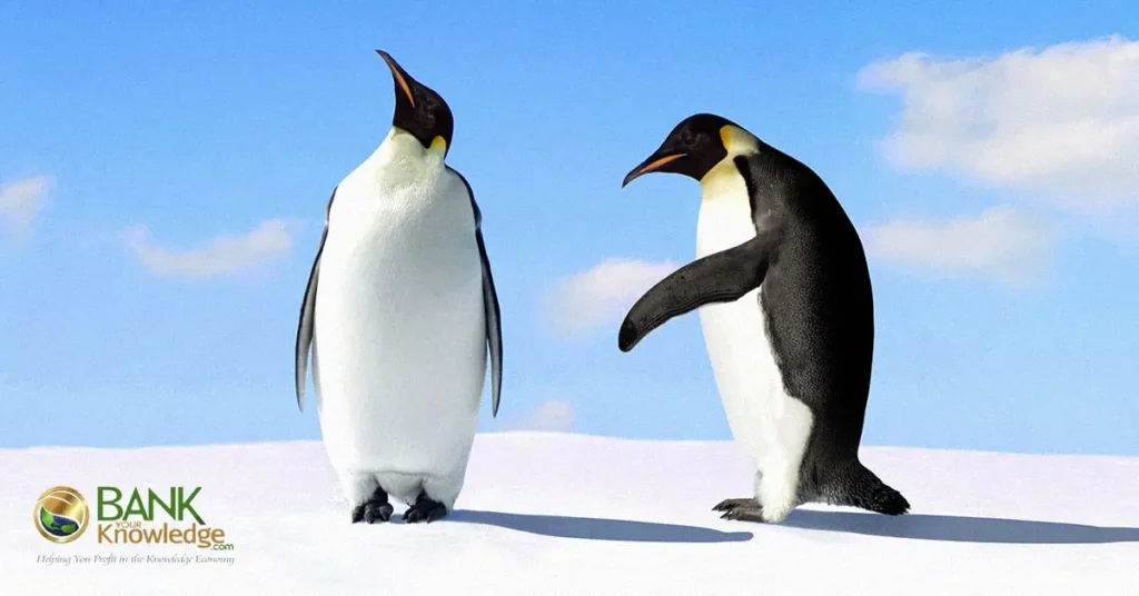 penguins-on-conflict